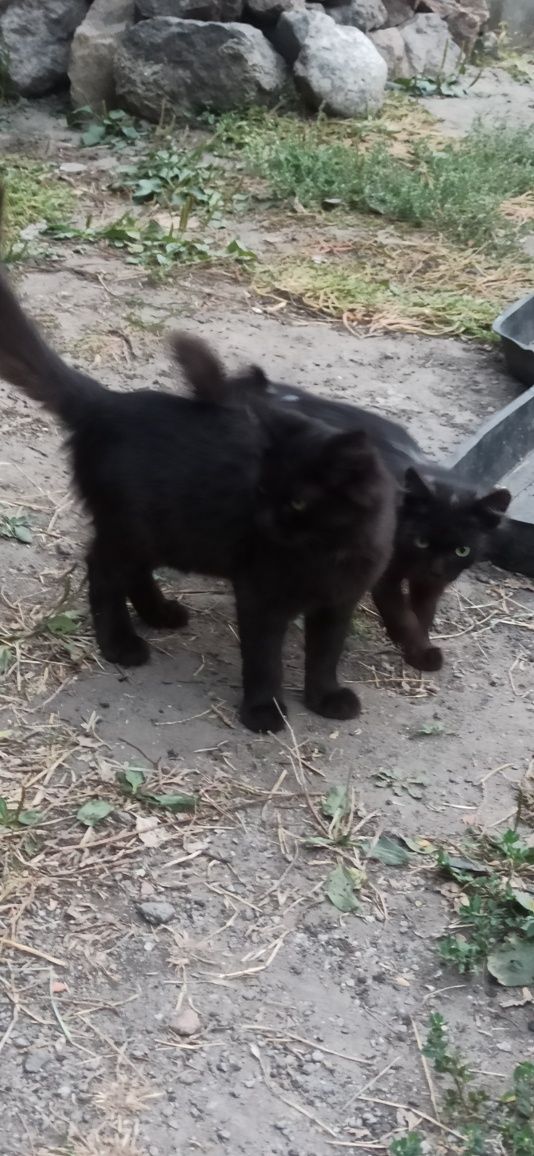 Чорне кошеня подарунок