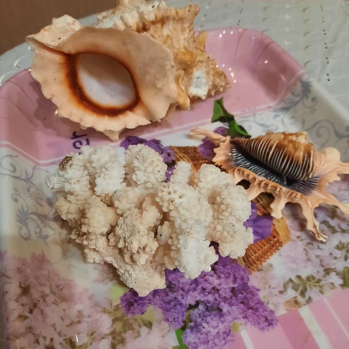 Ракушки мурекс і корал для акваріума.