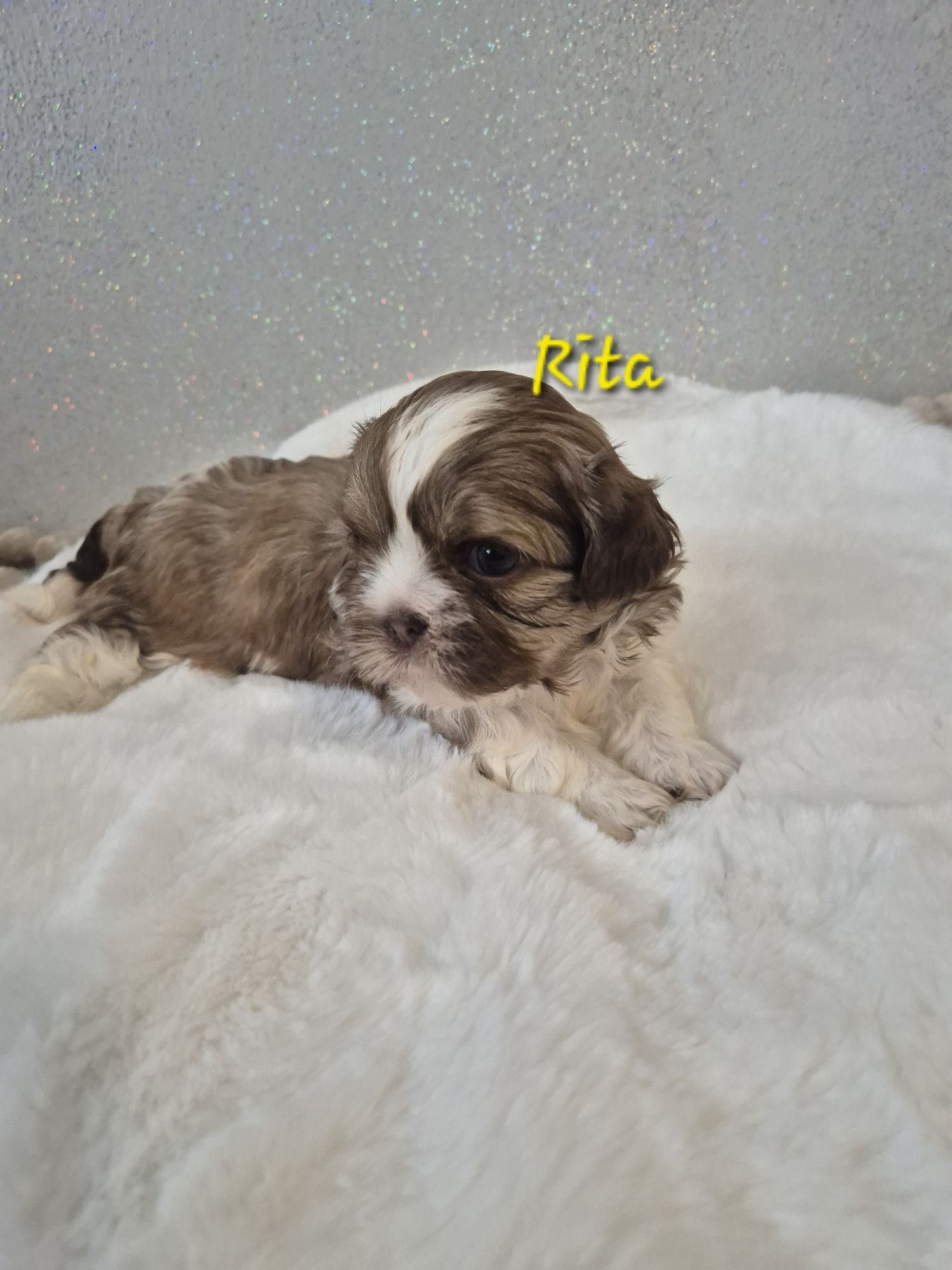 Shih tzu Rita dziewczynka