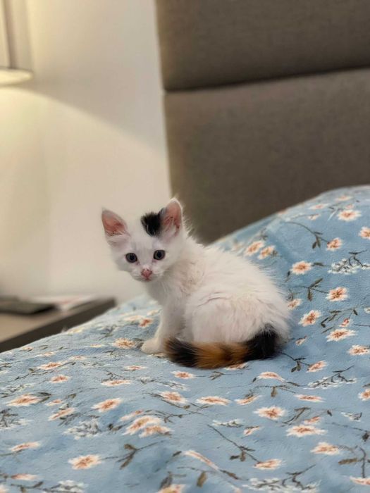 Marley e Vitoria - Gatos bebes muito meigos para adoção