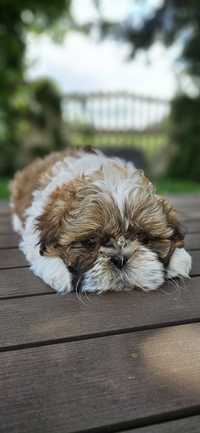 Piesek Shih tzu, gotowy do odbioru