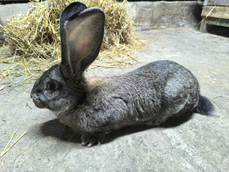 Belgijski olbrzym szary Samica