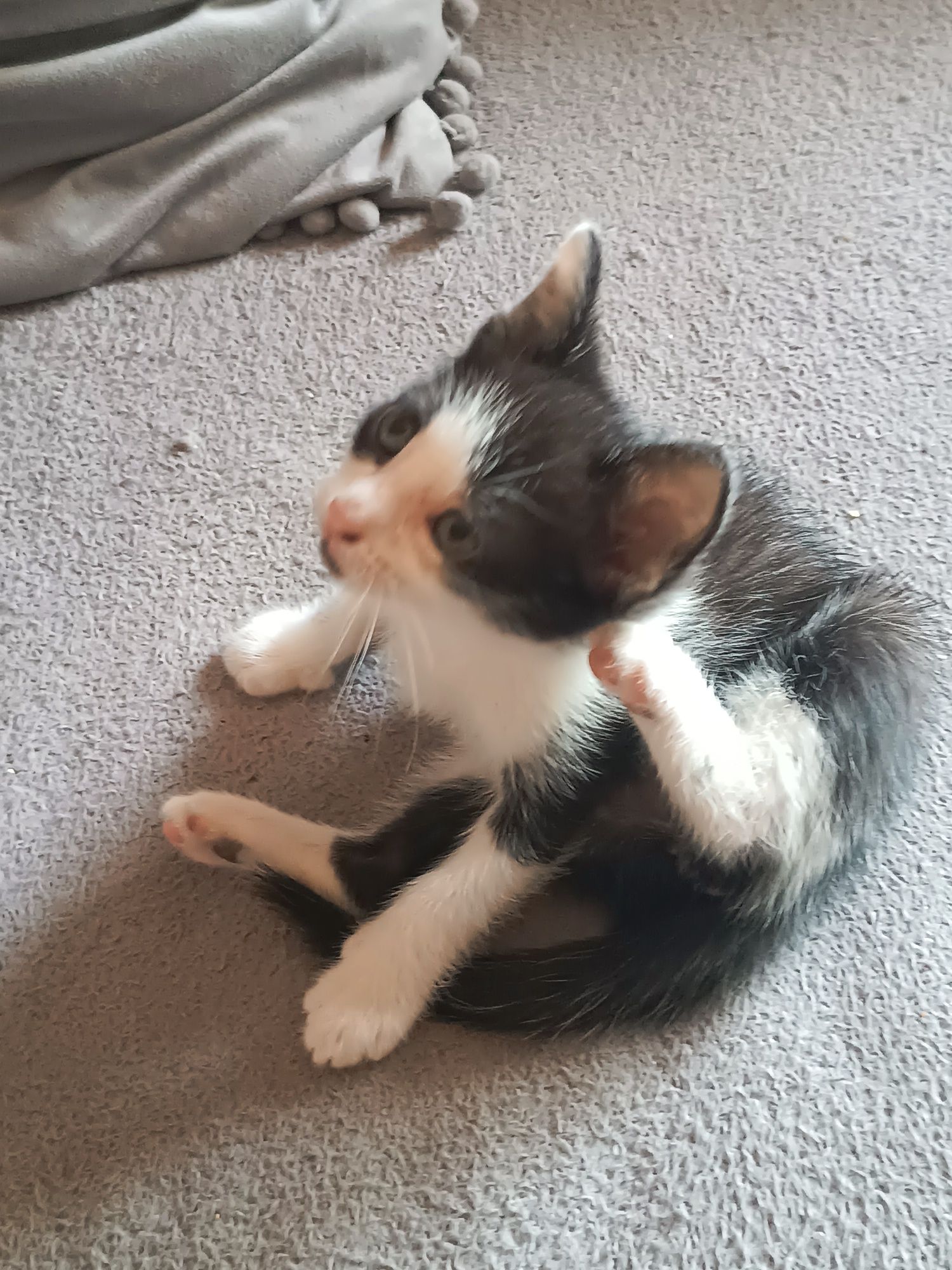 Gatinhos  para adopção Águeda