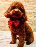 Pudel toy Maltipoo Reproduktor Pudelek Red Brown krycie