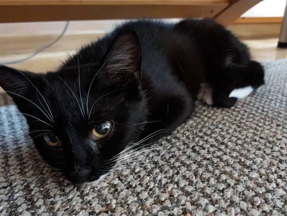 Kotka Melisa do adopcji
