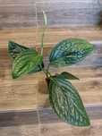 Monstera kkarstenianum (Peru)