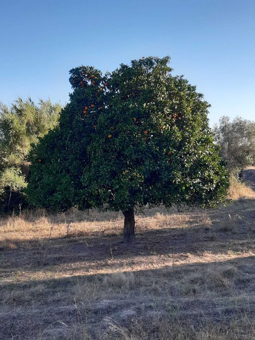 Quinta 32 hectares  Beira Baixa