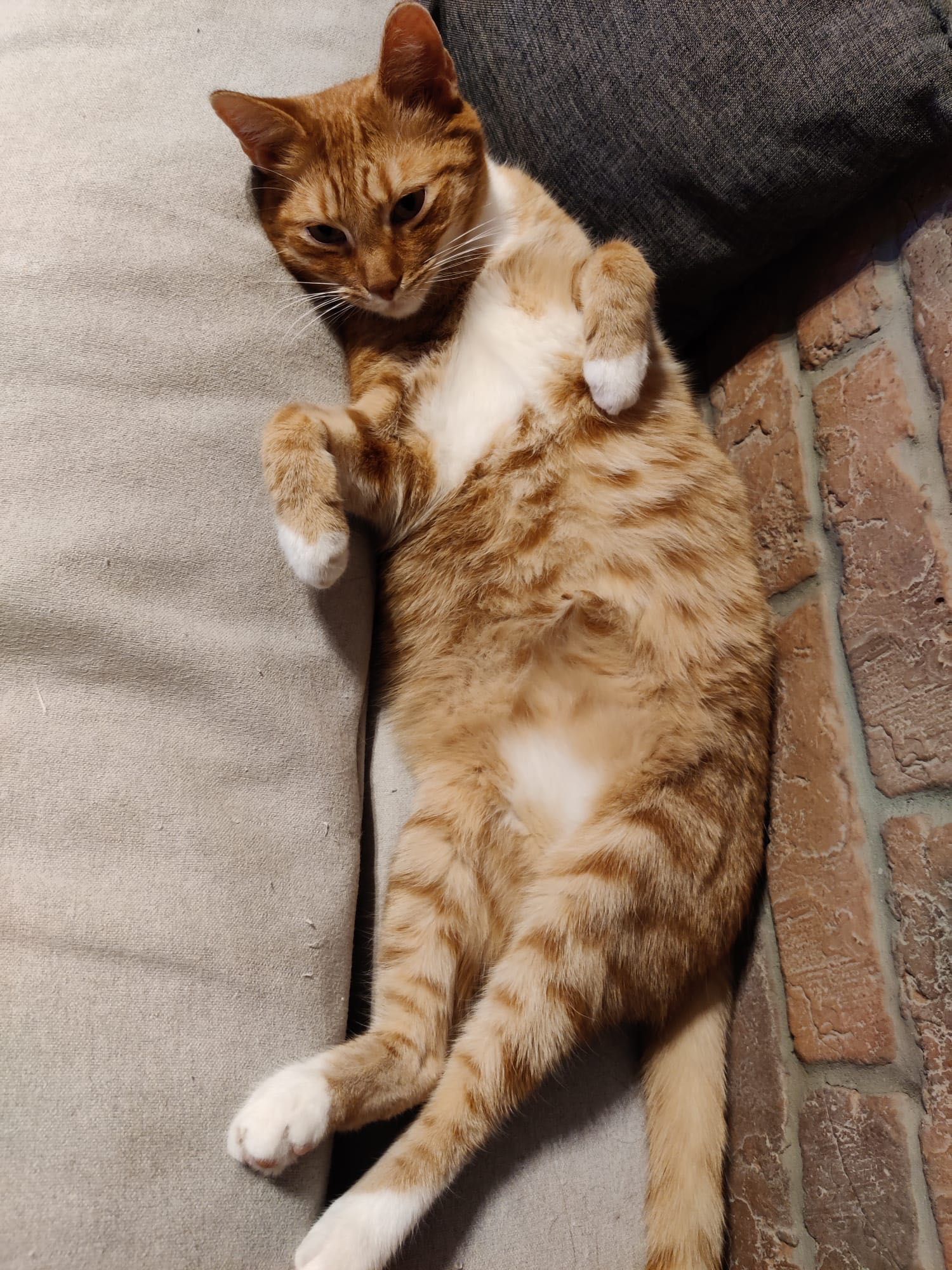 Dwa koty do adopcji, Aramis i Portos
