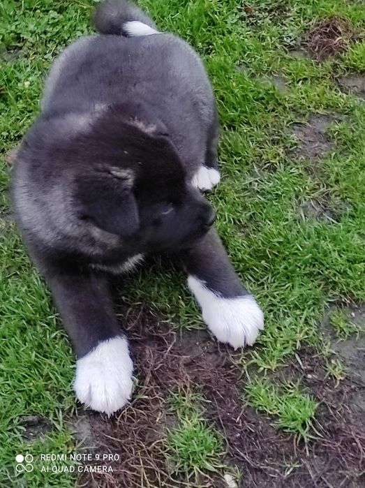 Akita Amerykanska pieski