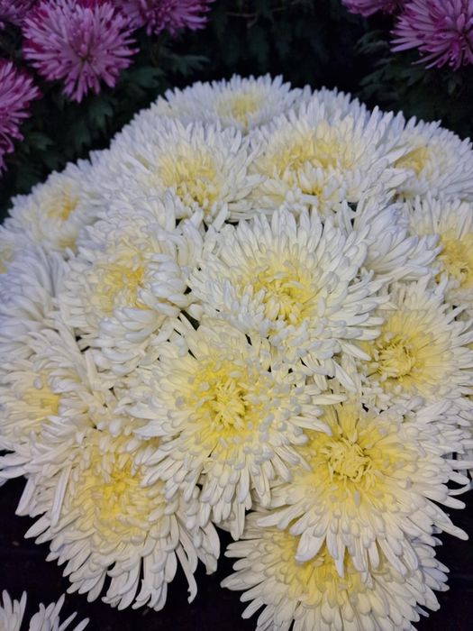 Chryzantemy drobnokwiatowe