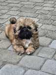 Shih tzu suczka shih tzu