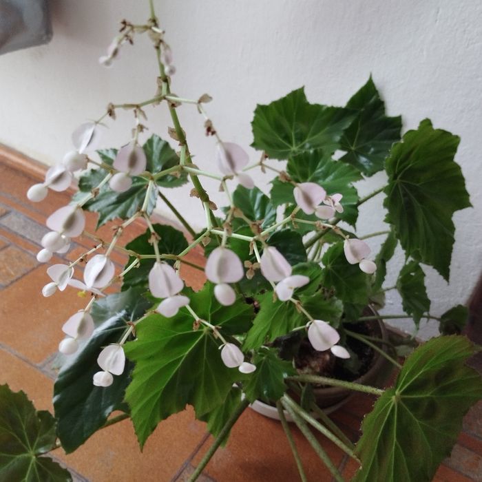 Begonia rącznikolistna