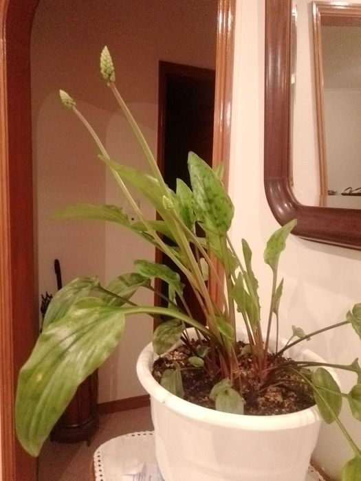 Planta para o seu jardim ou interior.