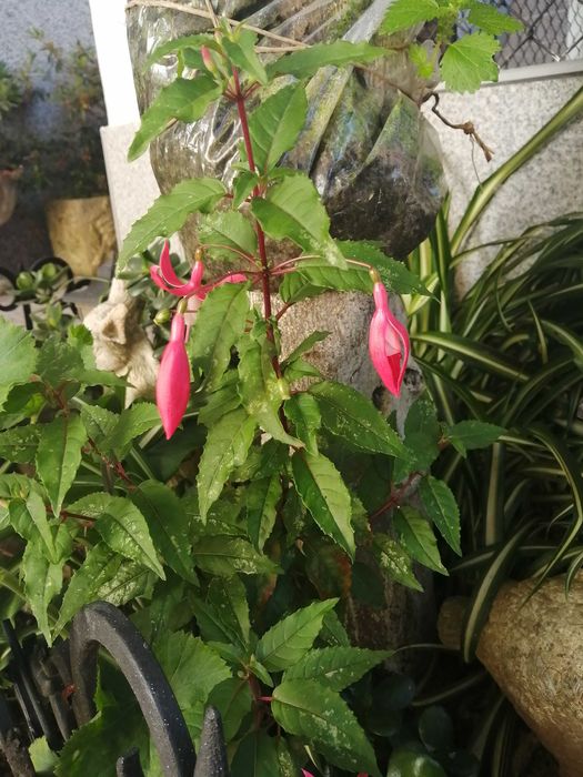Planta natural fuchsia brinco de noiva