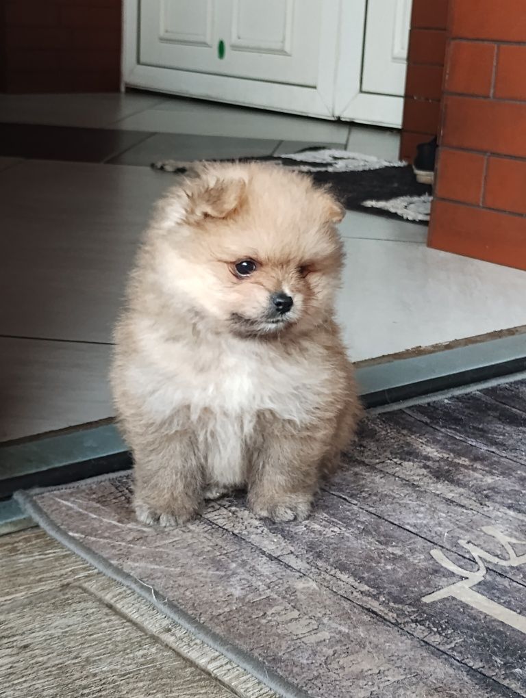 Szpic miniaturowy Pomeranian