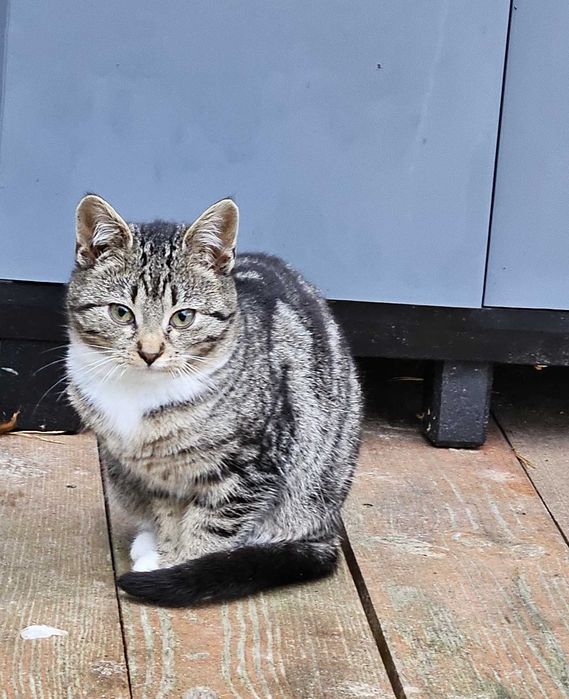 Trzy 4-miesięczne kotki szukają domu