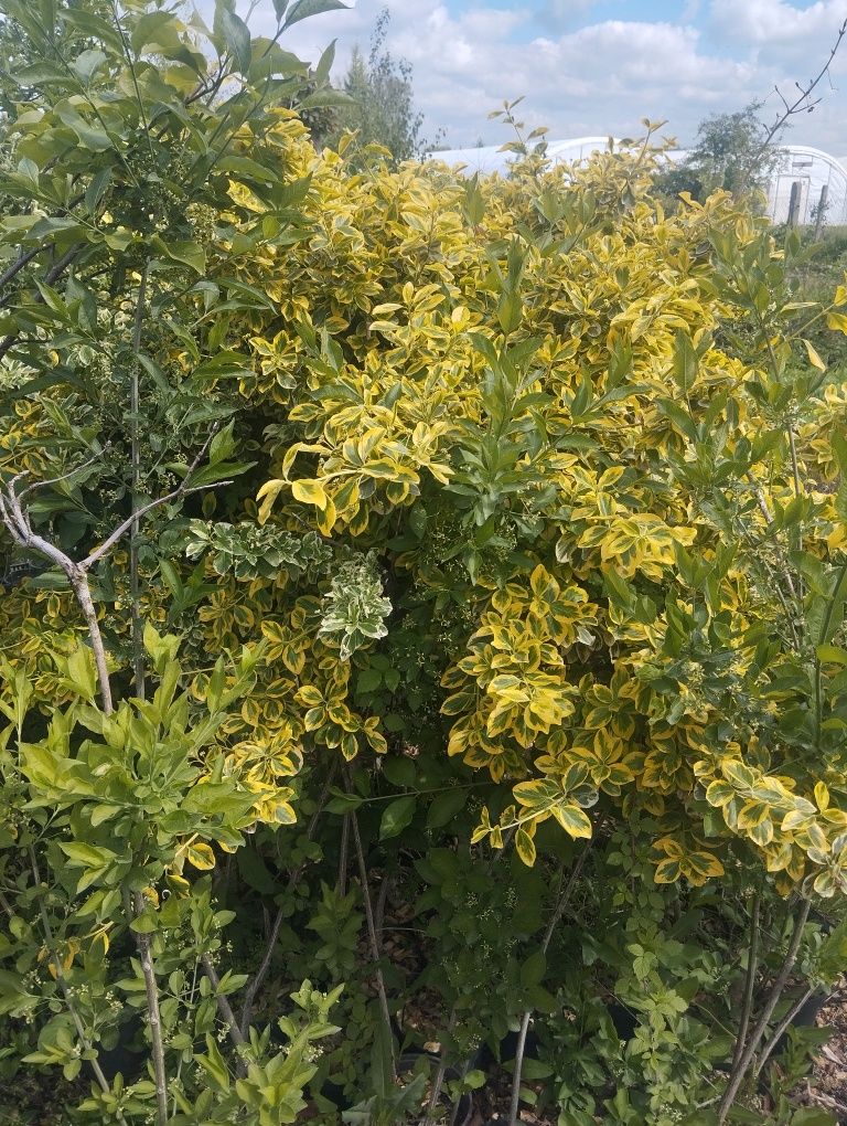 Wisterie, funkie, konwalie, laurowisnie