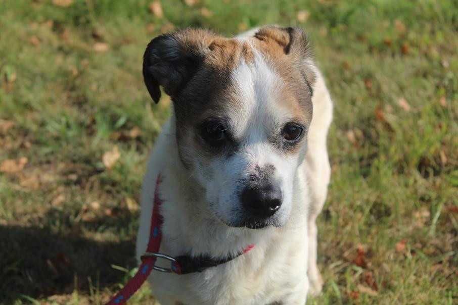 103798 Paker do adopcji