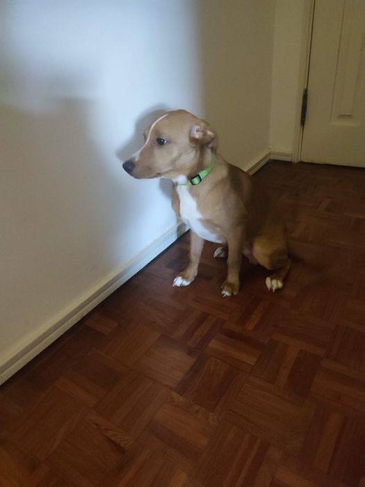 Cãozinho para adoçao