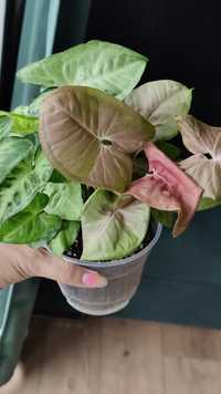 Syngonium neon robusta green robusta