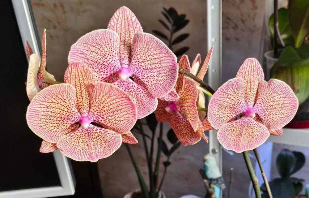 Домашня орхідея дітка бігліп креветка орхидея