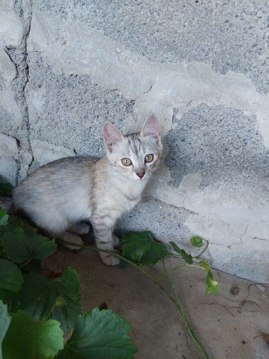 Котята в добрые руки. ласковые, игривые, красивые
