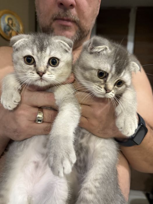 Шотланські котики