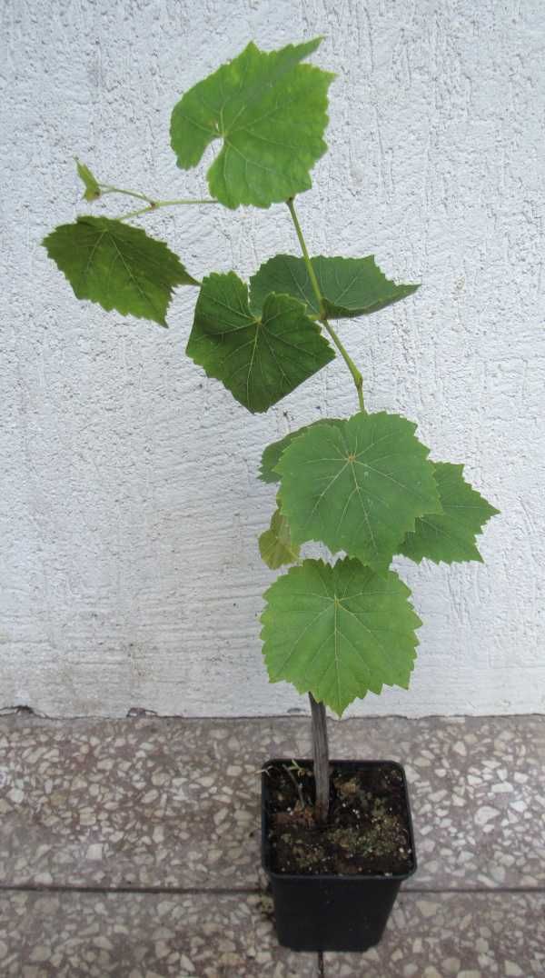 WINOROŚL SWENSON RED Vitis - sadzonki w doniczkach