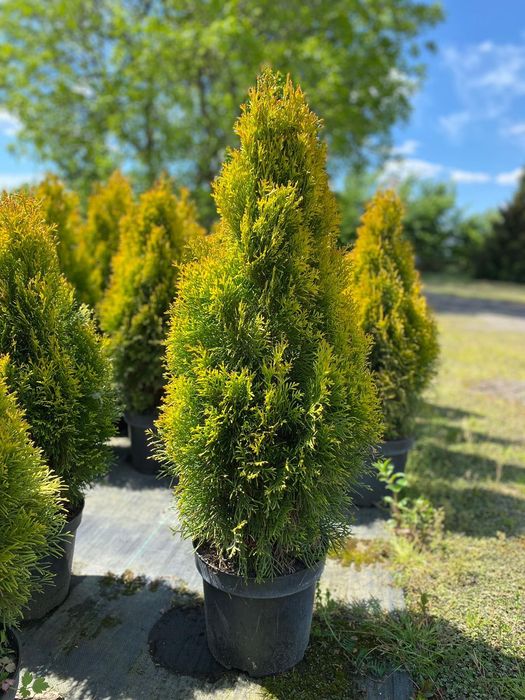 Tuja "Szmaragd Gold" - Thuja, Żywotnik, wys. 80-90 cm, doniczka