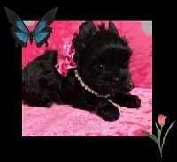 Yorkshire Terrier black czarna mini dziewczynka