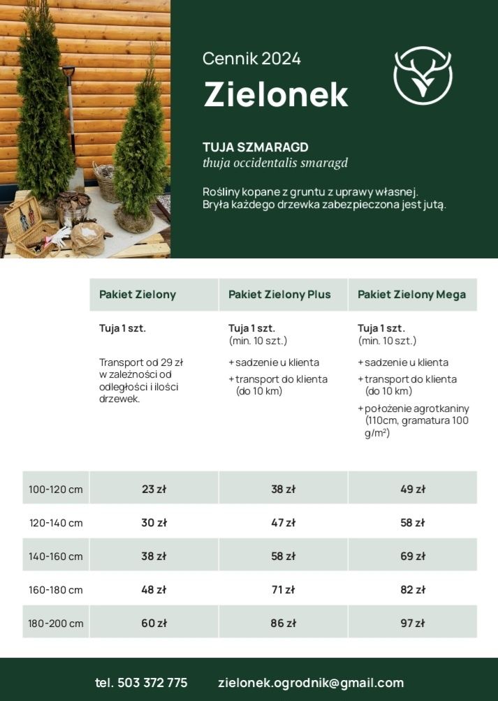 Tuja Szmaragd Thuja Occidentalis Smaragd 180-200 cm PROMOCJA