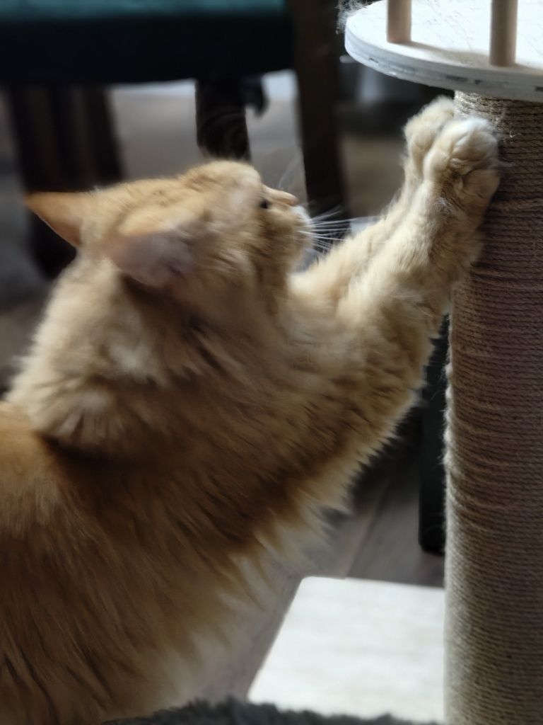 Kotka Maine Coon 9 lat Dom bez kotów