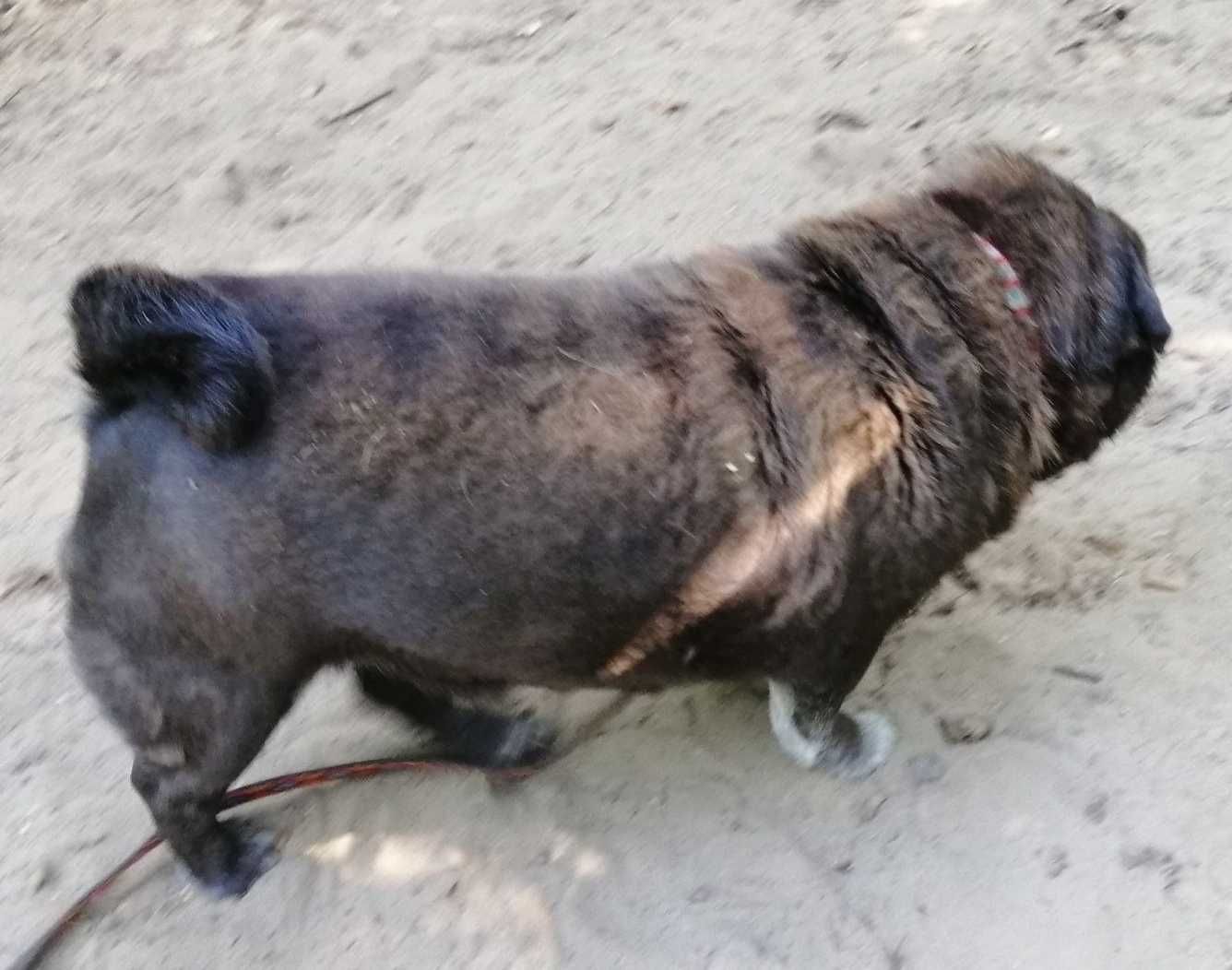 MOPS- ŁAGODNY, uległy psi seniorek- możliwy dowóz