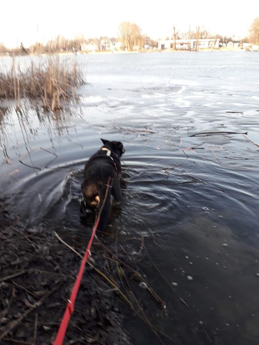 Dojrzała sunia do adopcji