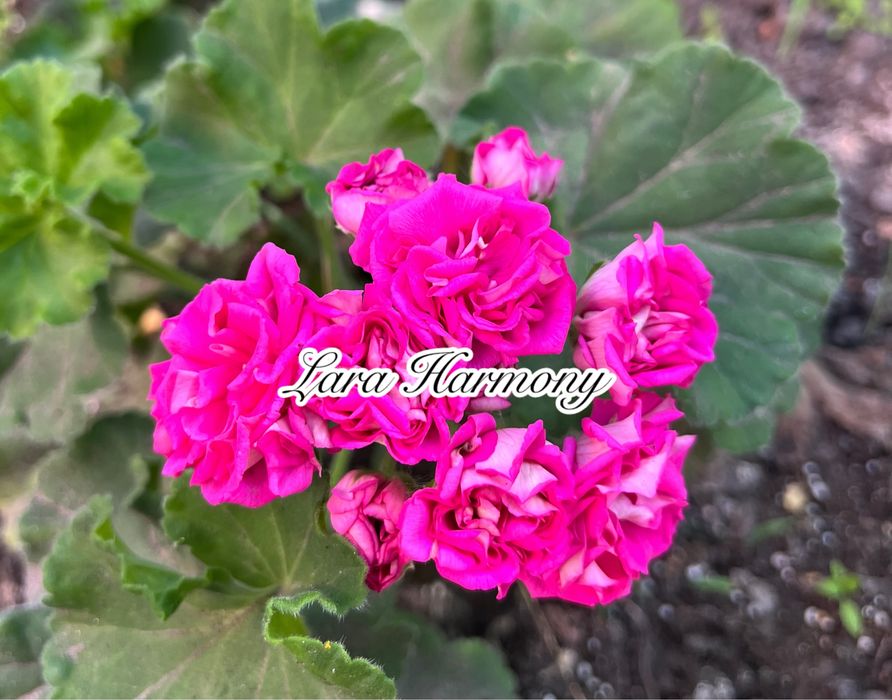 Сортові педаргонії, сортова пеларгонія , живці пеларгоній