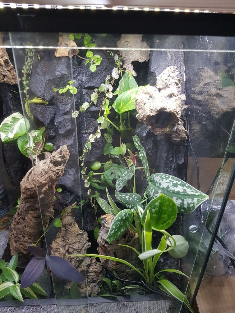 Terrarium 40x40x60 gekon