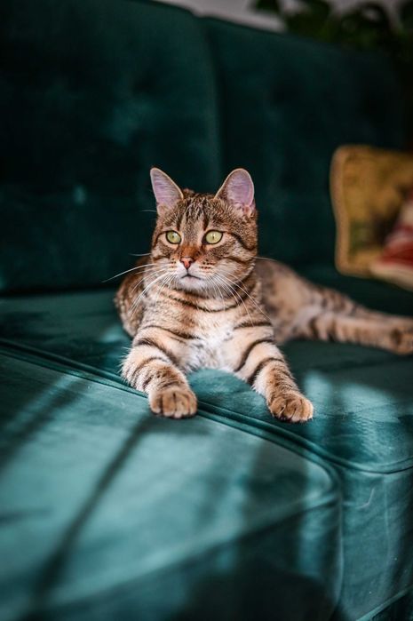 Loluś do adopcji