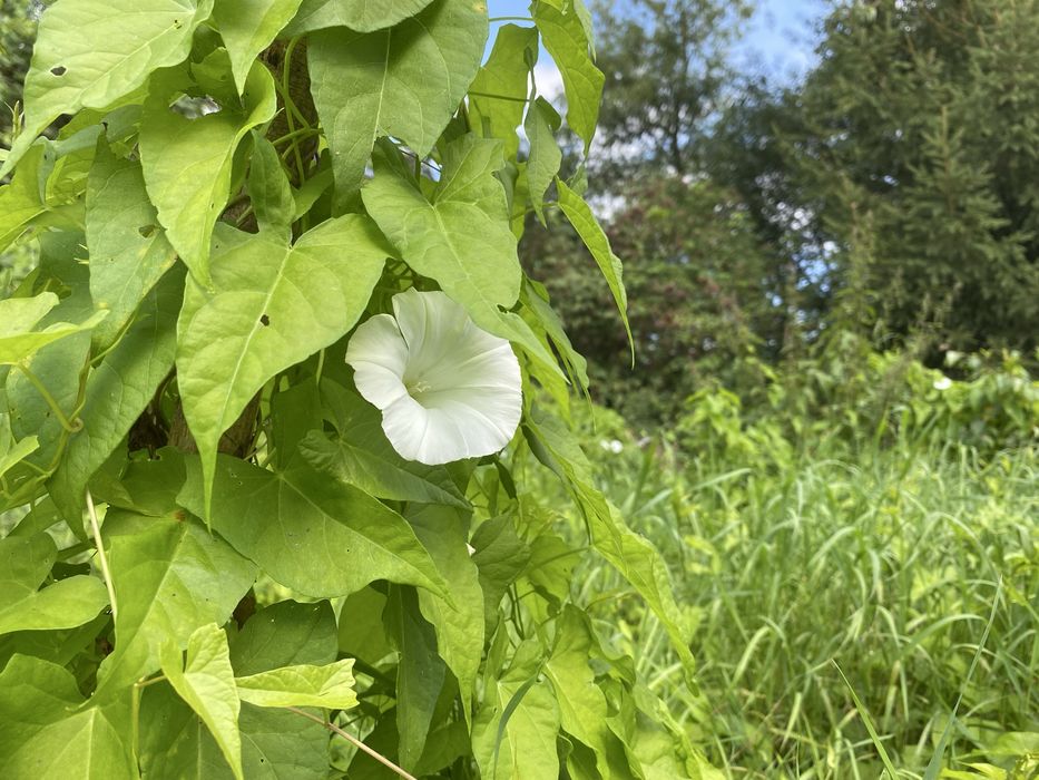 Dzialka ogrodnicza 400m2 (posiada ksiege wieczysta)