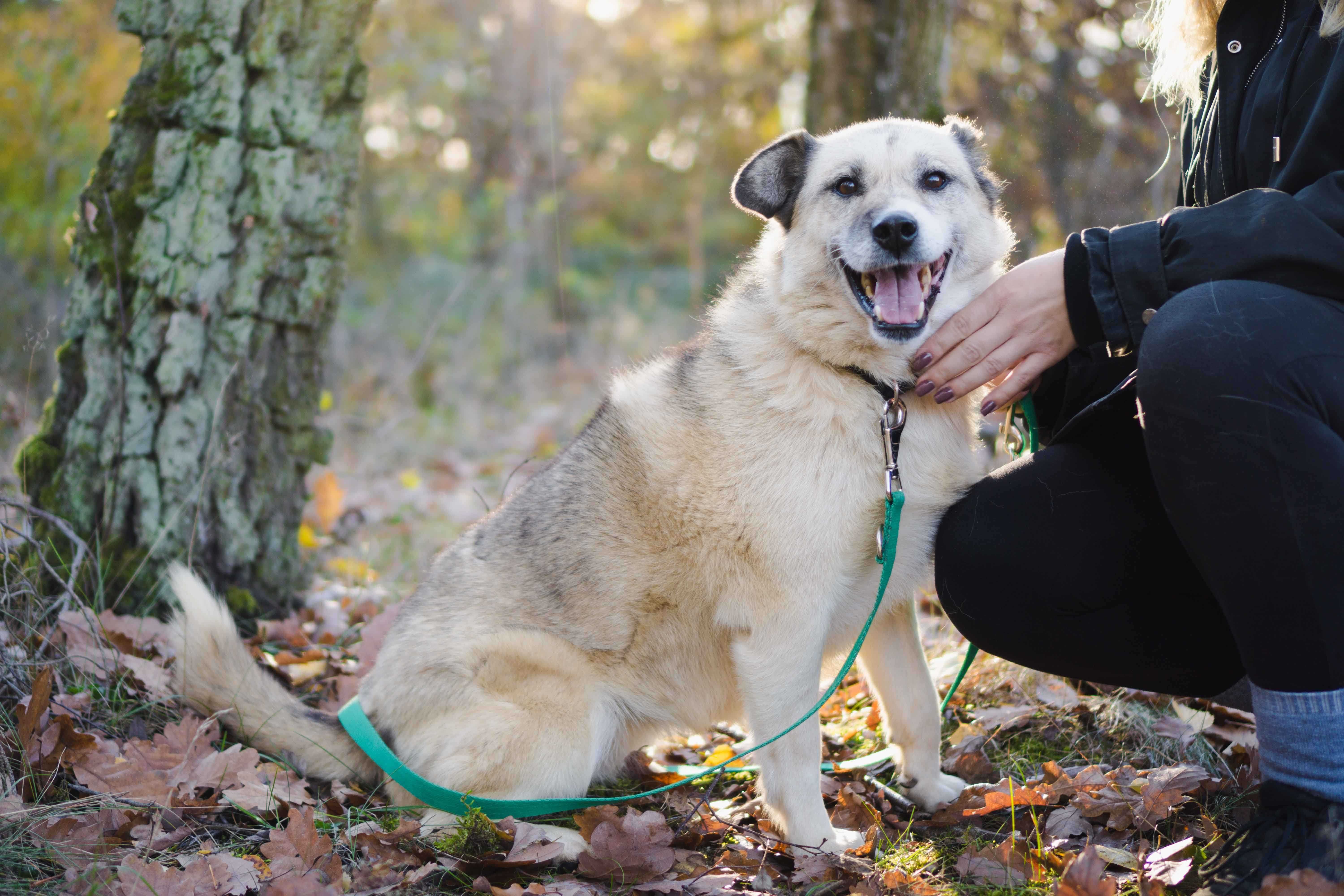 8 letnia Bazylka do adopcji!