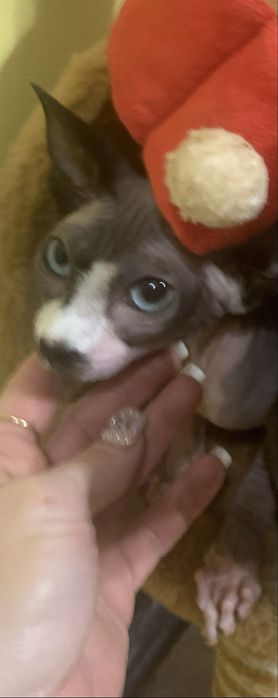 Sfinks Kanadyjski. Kotka do odbioru. Rodowód