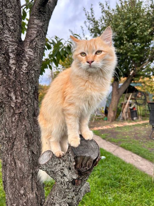 Котята Симпатяги ищут дом