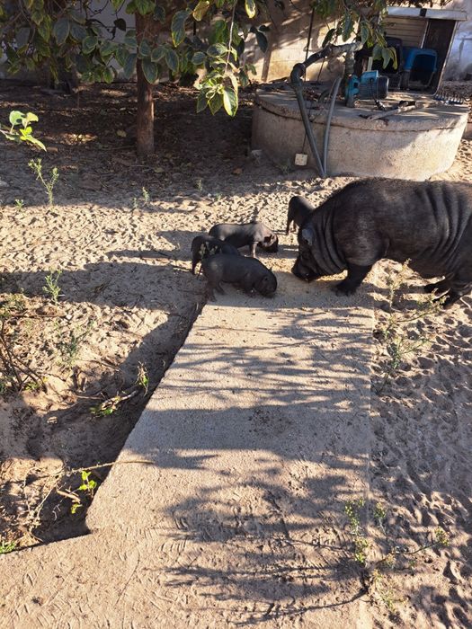 Bebés mini pig  cruzado com vietnamita