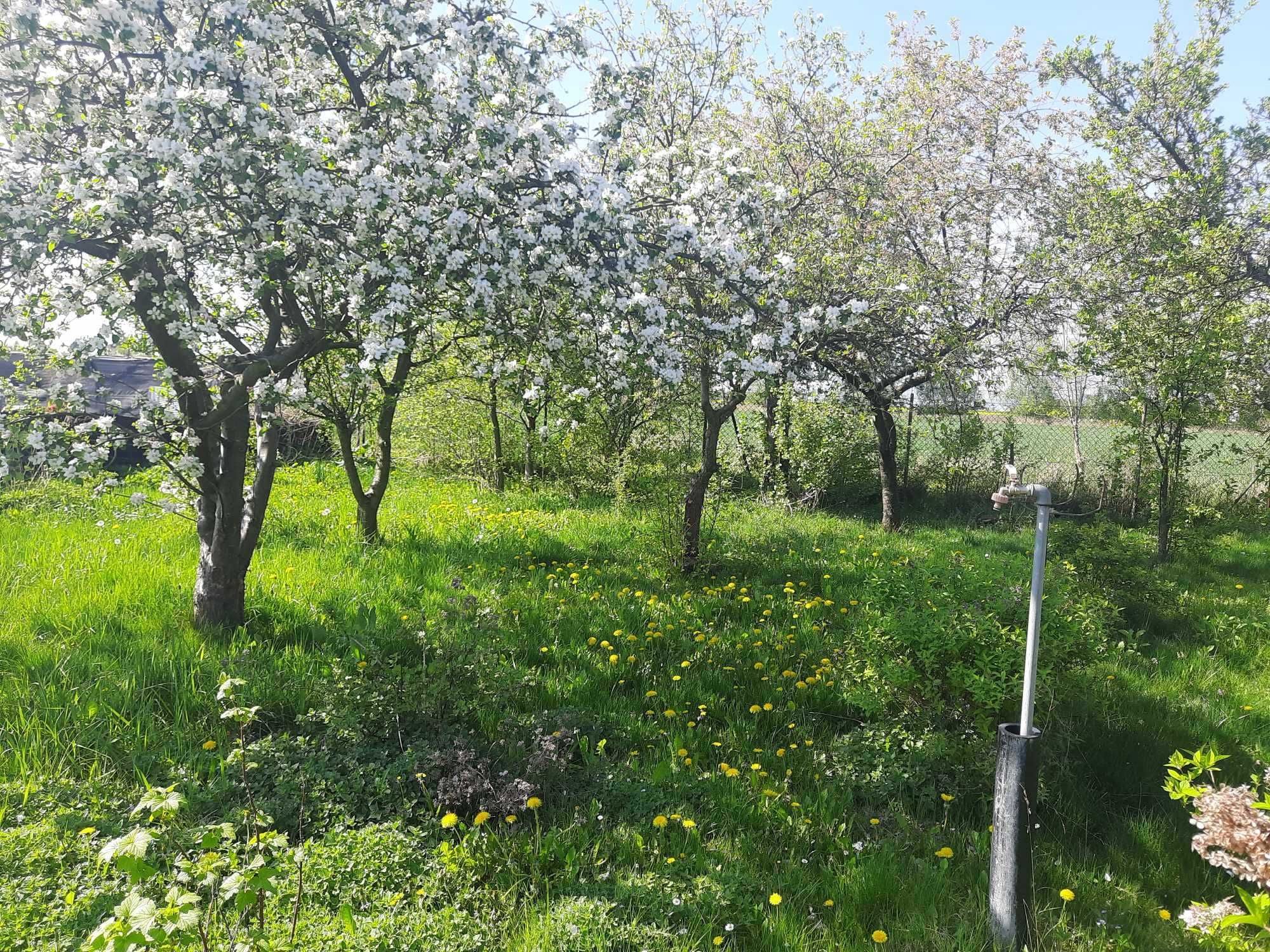 Super Okazja :) SPRZEDAM ogródek działkowy