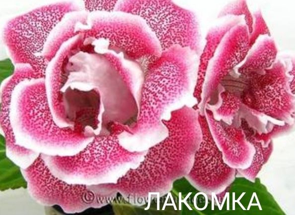 Глоксиния  сортовая  Кімнатні рослини.