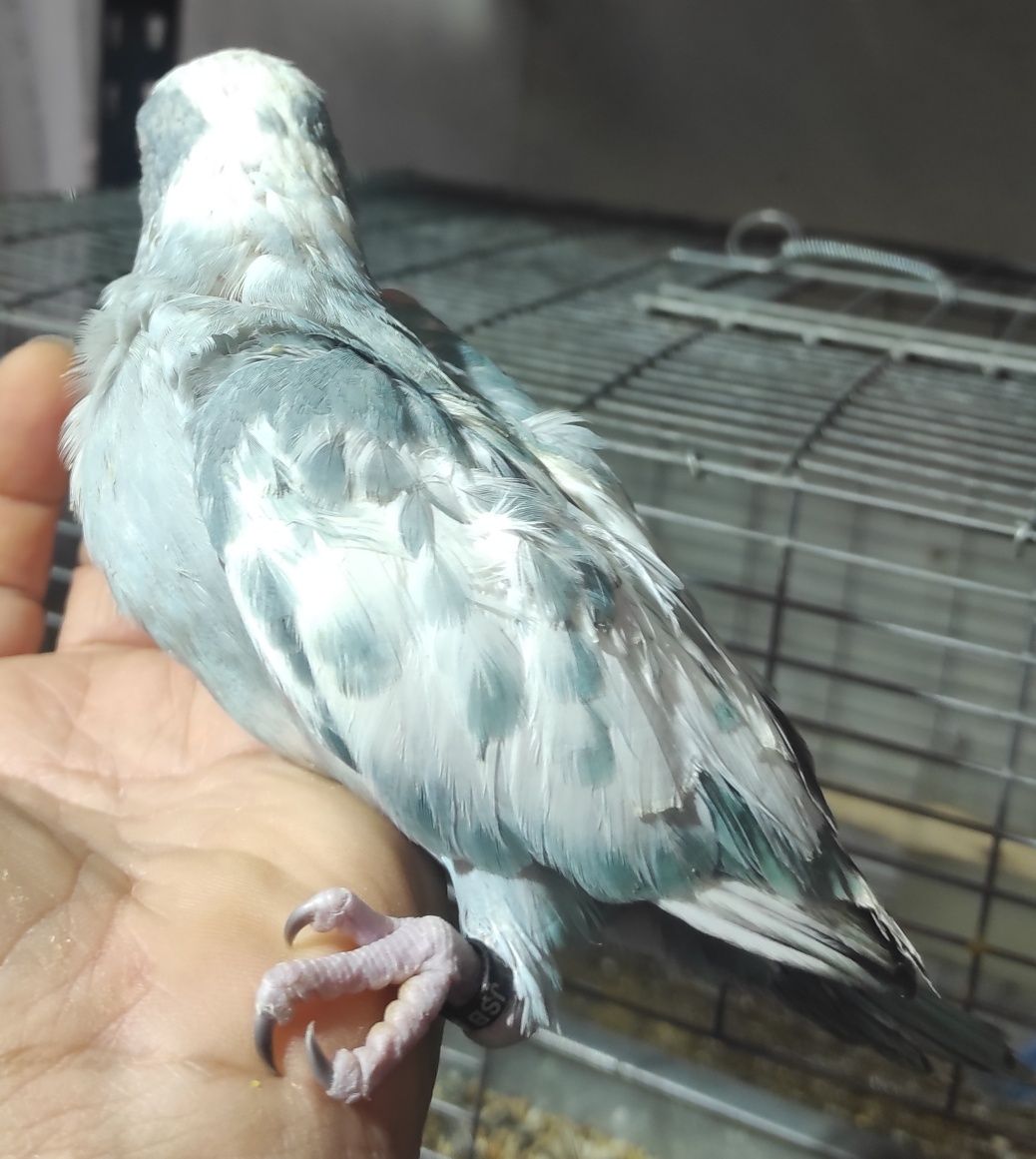 Ring Necks criados à mão