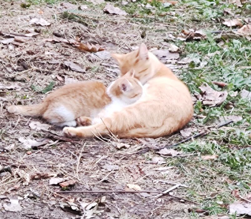 Koty do adopcji bardzo ladne, zdrowe, wesole