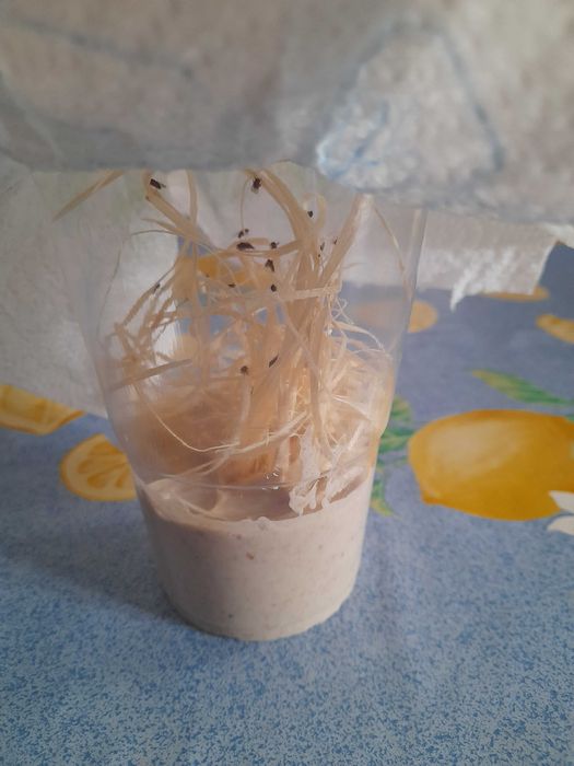 Drosophyla/Mosca da fruta