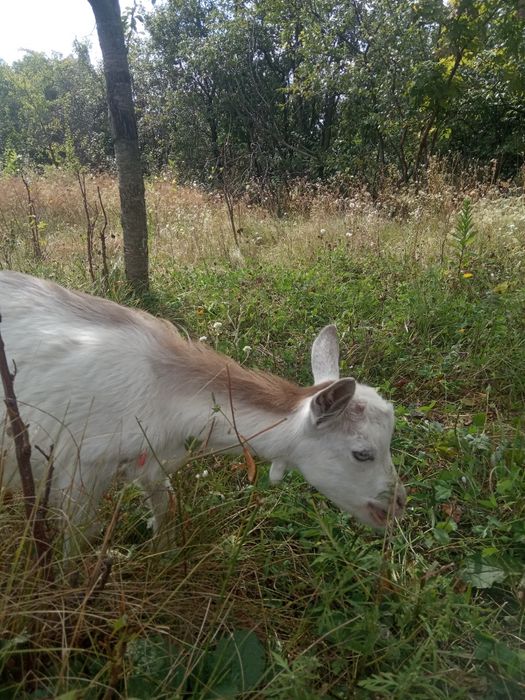 Продам  козлят, выкормлены на молоке!