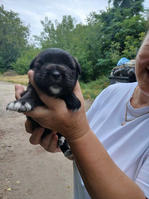 РЯТУЄМО ЖИТТЯ братів меньших!.  БЕЗКОШТОВНО у добрі руки!