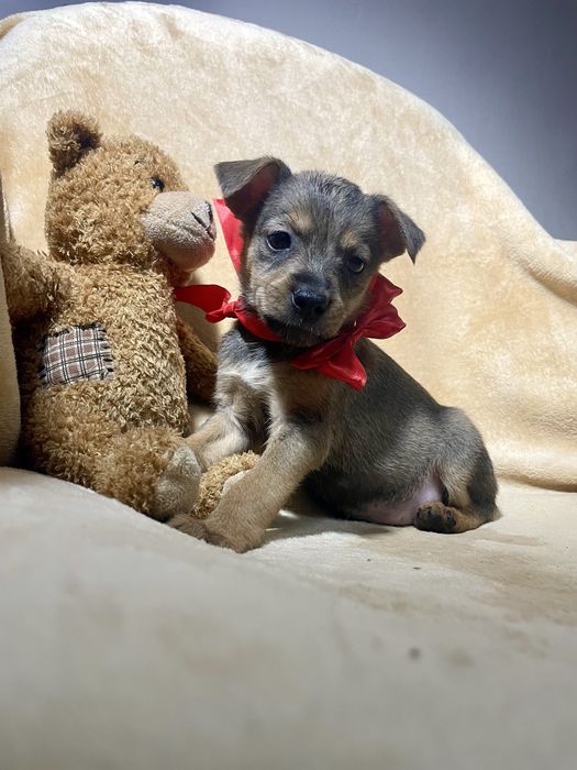 Гарнюня чекає на тебе